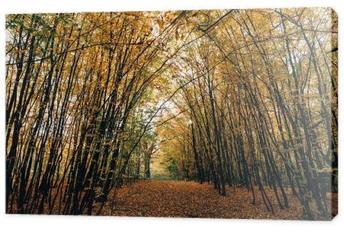 Pathway with golden fallen leaves in autumn forest 