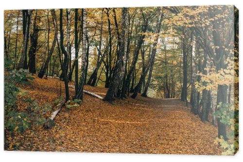 Fallen leaves on pathway in autumn forest