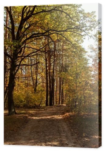 scenic autumnal forest with wooden trunks and path in sunlight