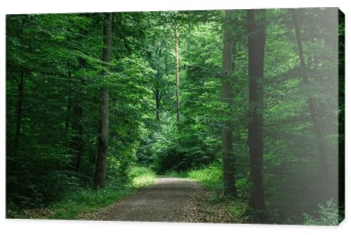 path in green beautiful dark forest in Wurzburg, Germany