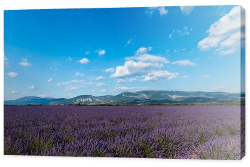 beautiful blooming lavender flowers and distant mountains in provence, france 