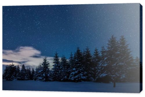 starry dark sky and spruces in carpathian mountains at night in winter