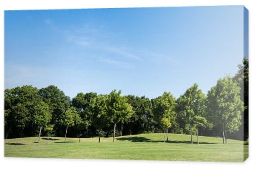 trees with green leaves on green grass against blue sky in park