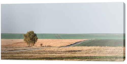 horizontal image of green tree in field against sky with clouds