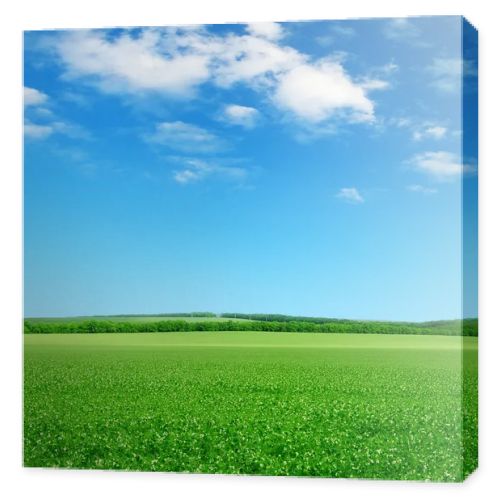 green field and blue sky