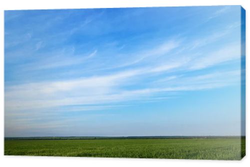 Field for growing young wheat, barley, rye. Young green wheat sprouts of grain crops. Agricultural land.
