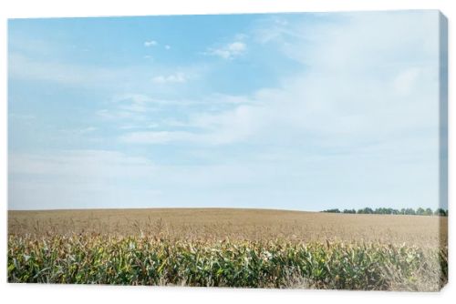 autumnal field with corn and blue cloudy sky