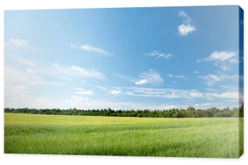 Oat field and sunny sky