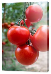 pomidor Solanum lycopersicum hodowla rolnictwo kuchnia