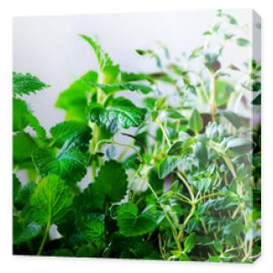 Zielone świeże zioła aromatyczne melisa mięta tymianek bazylia pietruszka na białym tle transparent kolaż ramki z roślin Copyspace Top