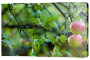 jabłka na drzewie w sadzie