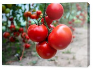 pomidor Solanum lycopersicum hodowla rolnictwo kuchnia