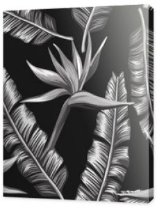 Kreatywna, czarno-biała, bezszwowa ilustracja rajski ptak strelizia, kwiaty i liście palm bananowych na czarnym tle Des