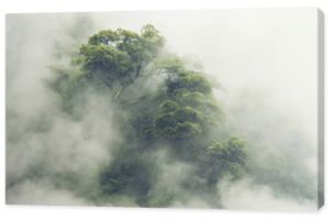 las tropikalny w Japonii, dżungla natury z zielonymi drzewami i mgłą, koncepcja terapii zinem, wygodna swoboda, relaks w spa i