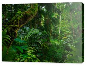 Las deszczowy Azji Południowo-Wschodniej z głęboką dżunglą