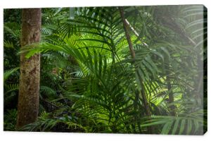 Tropikalna dżungla Tropikalny las deszczowy z różnymi drzewami