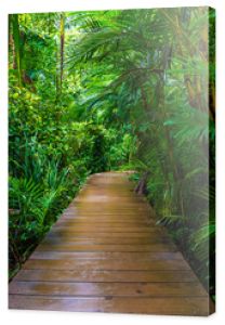 Drewniana ścieżka w głęboko zielonym lesie namorzynowym