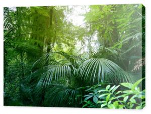 Baldachim zielonego lasu tropikalnej dżungli