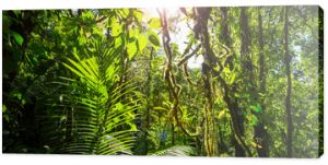 Dżungla w Kostaryce