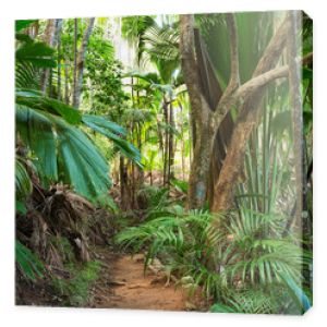 Ścieżka w tropikalnym lesie deszczowym Las palmowy Vallee De Mai May Valley na wyspie Praslin Seszele