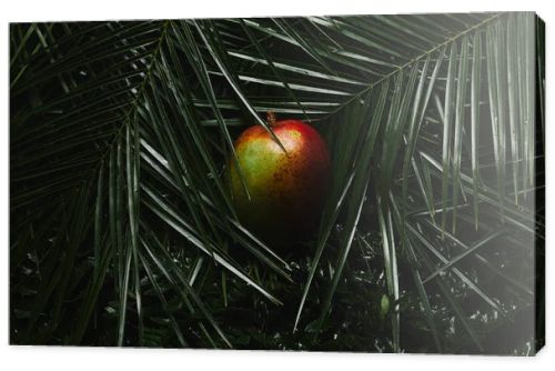 close-up view of whole mango fruit and wet green tropical leaves