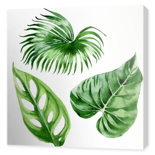 Exotic tropical hawaiian palm tree leaves isolated on white. Watercolor background illustration set. 