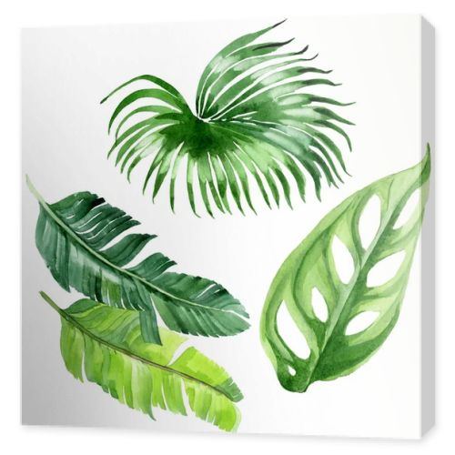 Exotic tropical hawaiian palm tree leaves isolated on white. Watercolor background illustration set. 
