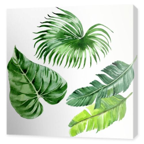 Exotic tropical hawaiian palm tree leaves isolated on white. Watercolor background illustration set. 