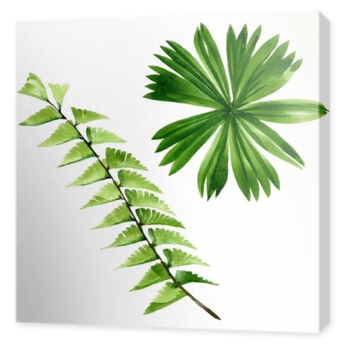 Palm beach tree leaves jungle botanical. Watercolor background illustration set. Isolated leaf illustration element.