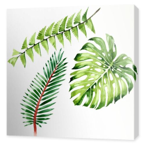 Palm beach tree leaves jungle botanical. Watercolor background illustration set. Isolated leaf illustration element.