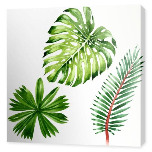 Palm beach tree leaves jungle botanical. Watercolor background illustration set. Isolated leaf illustration element.