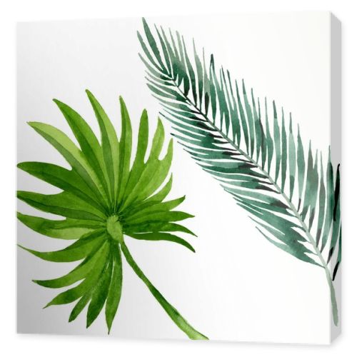 Palm beach tree leaves jungle botanical. Watercolor background illustration set. Isolated leaves illustration element.