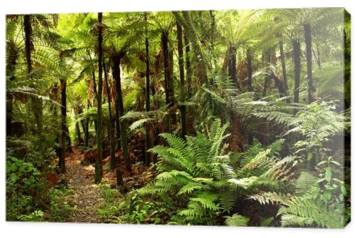 Jungle