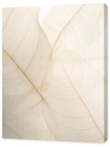 neutral color aesthetic photo with veins of leaf, Nature abstract of flower petals