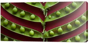 Green pea pods laid out on a red background. Top view. Food concept.