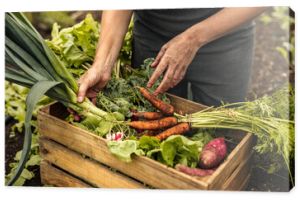 Vegetable farmer arranging freshly picked produce into a crate