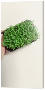 Growing sprouts of watercress salad in container, female hand hold plastic box with Microgreens on beige Concept healthy lifestyle and eating, organic food, superfood. Top view greens