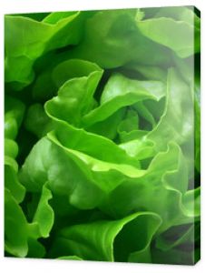 butterhead lettuce 1