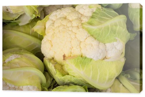 Fresh cauliflower on a farm