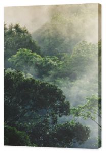 panorama banner background of tropical forest landscape scene for using in concept of environmental ecology and sustainable energy or Earth day, wild wood scenic using for wallpaper of spa and tourism