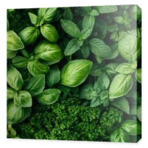 Lush Green Herbs - Basil, Mint, Rosemary, Parsley Texture Background.