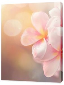 A beautiful copy space image featuring frangipani flowers blooming with a softly blurred background