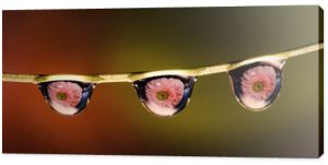 three drops of water on a twig with a reflection of a pink gerbera flower , creative macrophotography