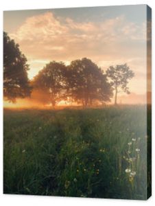 Colorful spring sunrise on meadow