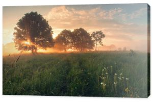 Colorful spring sunrise on meadow