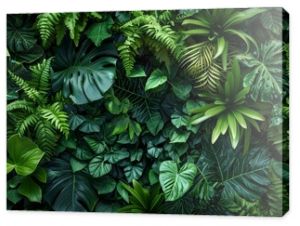 Dark green plants growing in a lush foliage background of tropical leaves like anthurium, epiphytes, or ferns, forming a beautiful green plant wall design in a cloud forest.