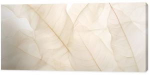 neutral color aesthetic photo with veins of leaf, Nature abstract of flower petals